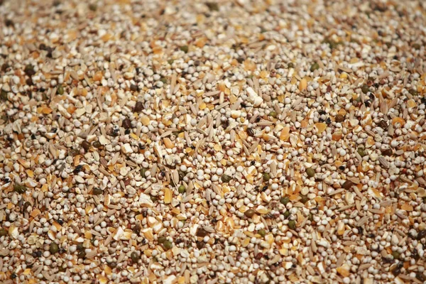 Mixed seeds food for bird texture background