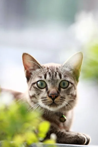 Precioso Gato Gris Sentado Aire Libre —  Fotos de Stock