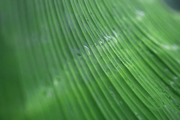 Levelek Trópusi Erdők Textúra Háttér Tapéta — Stock Fotó