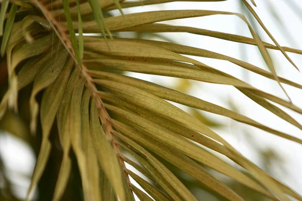 Foglie Foresta Tropicale Alberi Texture Sfondo Carta Parati — Foto Stock