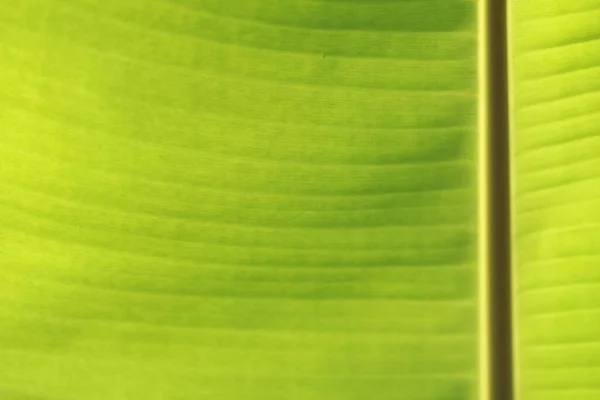 Banana Deixa Fundo Textura Close — Fotografia de Stock