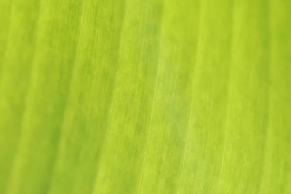 Bananenblätter Textur Hintergrund Nahaufnahme — Stockfoto