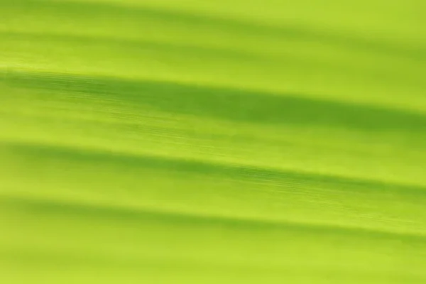 Banana Leaves Texture Background Close up