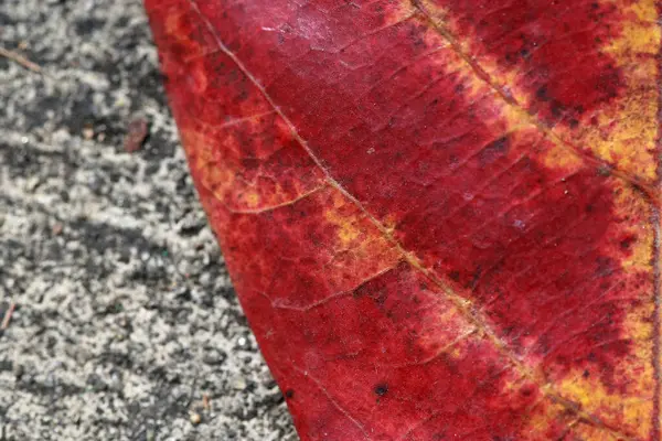 Bladeren Tropische Bos Bomen Textuur Achtergrond Behang — Stockfoto