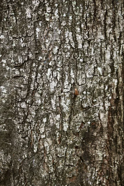 Träbark Trädgården Närbild Textur — Stockfoto