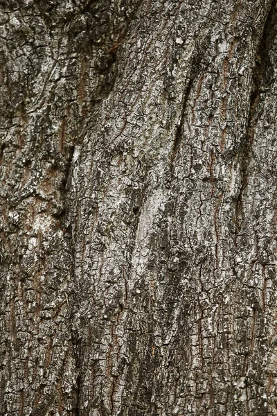 Träbark Trädgården Närbild Textur — Stockfoto