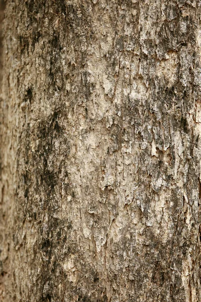 Bahçedeki Ahşap Kabuk Dokuyu Kapat — Stok fotoğraf