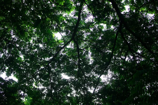 Hojas Árboles Forestales Tropicales Textura Fondo Papel Pintado — Foto de Stock