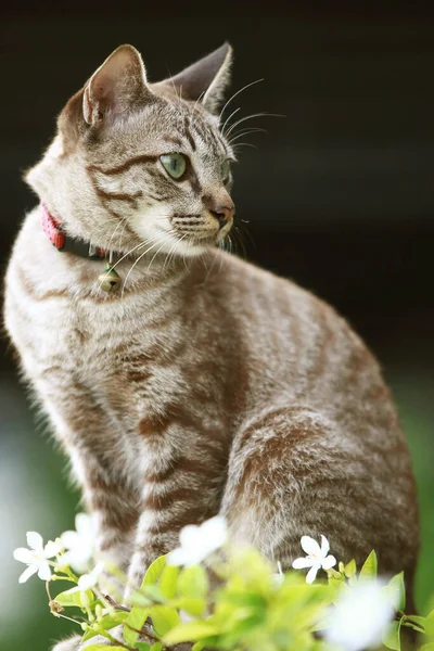 Precioso Gato Gris Sentado Aire Libre —  Fotos de Stock
