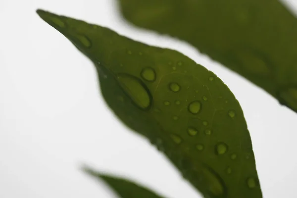 Leaves Tropical Forest Trees Texture Background Wallpaper Soft Blur — Stock Photo, Image