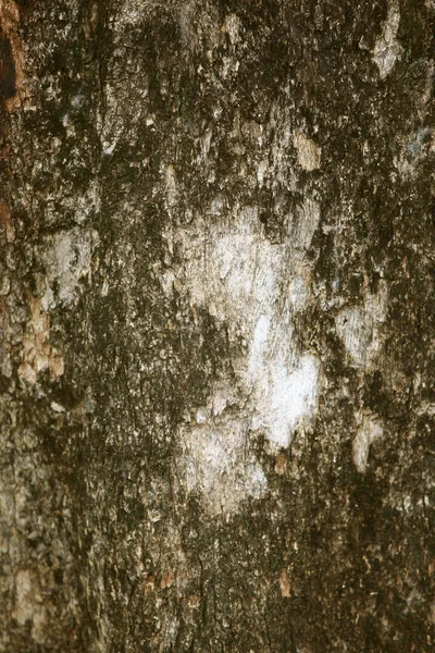 Wooden Bark Garden Close Texture — Stock Photo, Image