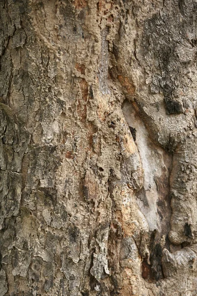 Drewniana Kora Ogrodzie Zbliżenie Tekstury — Zdjęcie stockowe