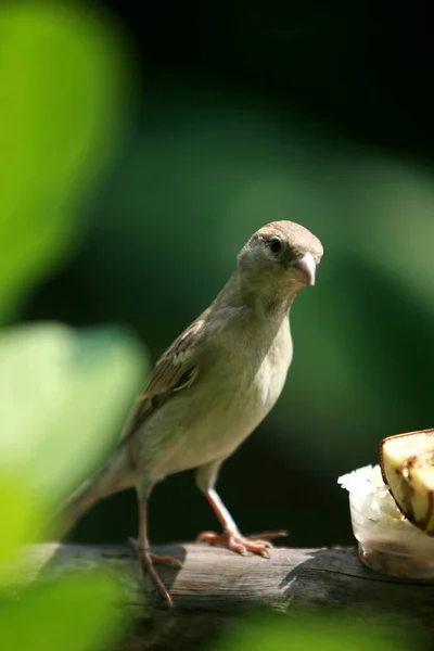 公園の庭の屋外で鳥の肖像画 閉じる — ストック写真