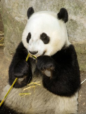 Panda öğle