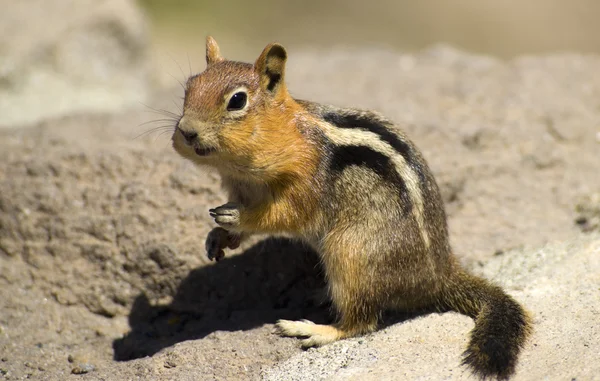 Wild Chipmunk — Stock Photo, Image