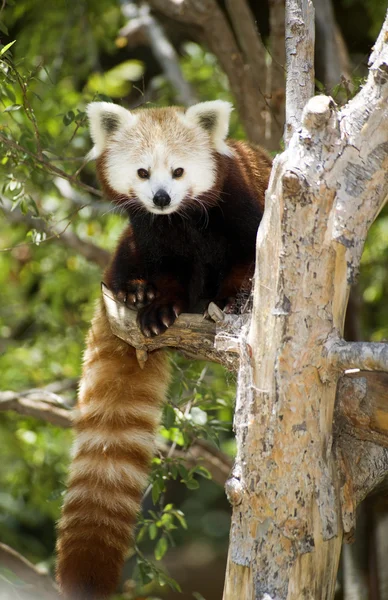 Röd panda — Stockfoto