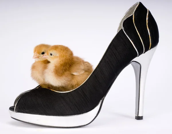 Two Chicks in a Shoe — Stock Photo, Image