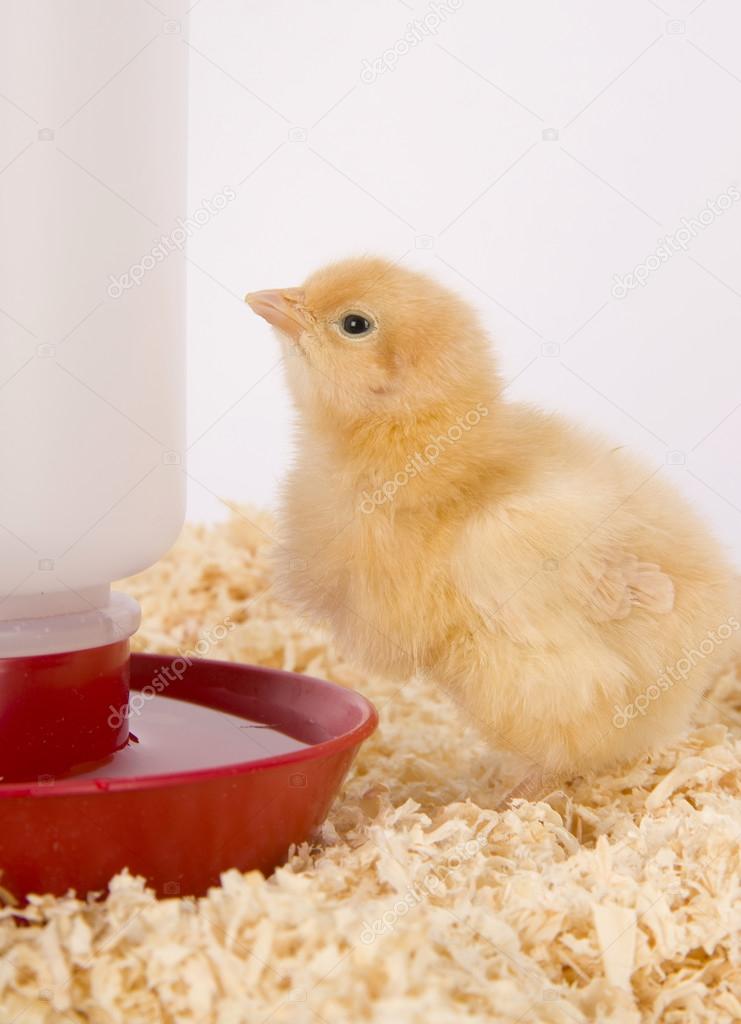 Young Chicken