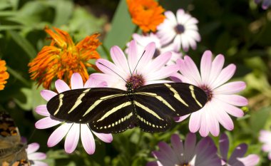 Zebra longwing kelebek