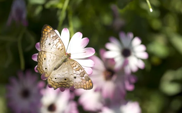 白孔雀の蝶 — ストック写真