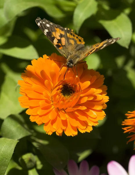 Butterfly voeding — Stockfoto