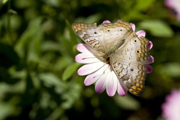 White Peacock Butterfly — Stock Photo, Image