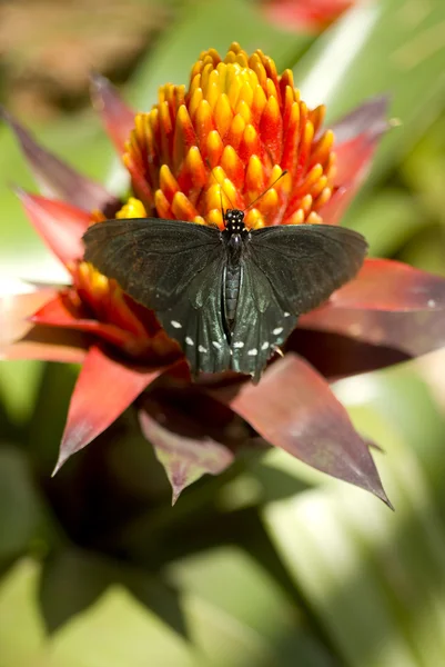 Pipevine Swallowtail — Stock Photo, Image