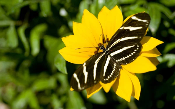 얼룩말 longwing 나비 — 스톡 사진