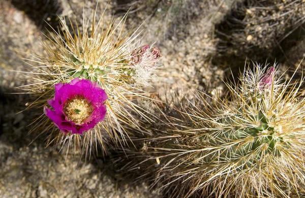 Flowering Cactus — Stock Photo, Image