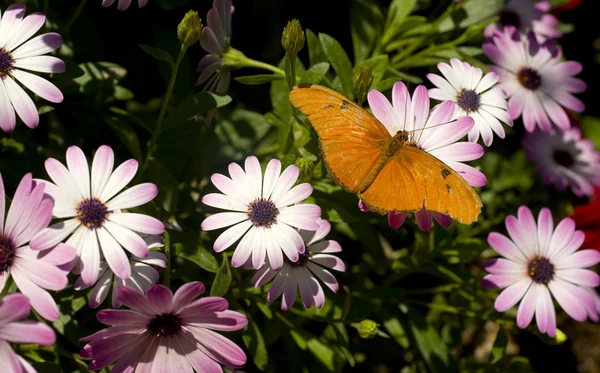 Julia-Schmetterling — Stockfoto