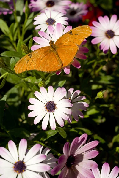 Stationary Butterfly — Stock Photo, Image