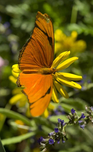 Julia vlinder — Stockfoto
