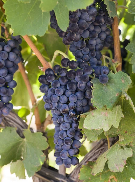 Grapes Cluster — Stock Photo, Image