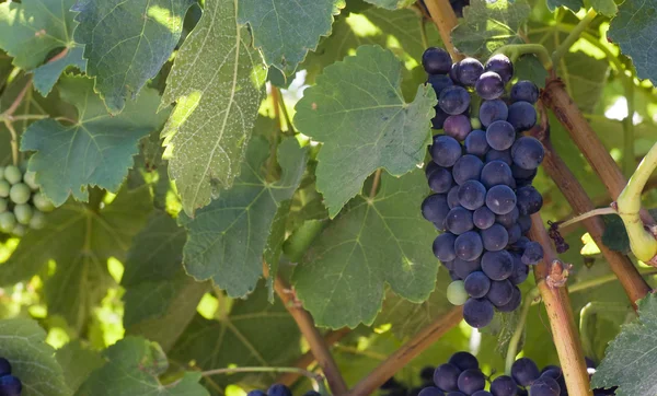 Grapes Cluster — Stock Photo, Image