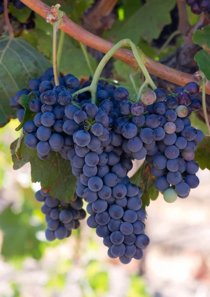 Clústeres de uvas — Foto de Stock