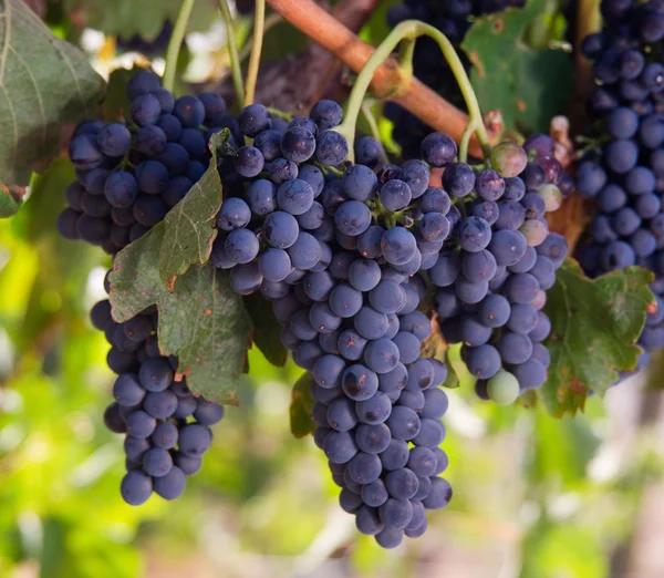 Racimos de uva en bodega saludable Viña Alimentos Cosecha de frutas Listo para producir — Foto de Stock