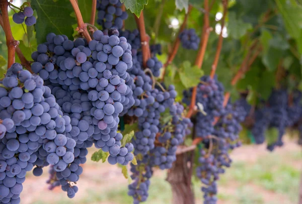 Weinrebe zeigt reiche Nahrungsmittel Frucht Traubenernte reif für die Ernte — Stockfoto