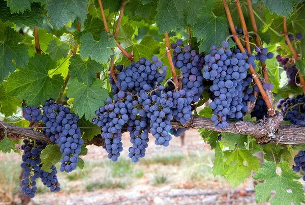 Uvas suculentas frescas na vinha Produzir alimentos Agricultores Campo Wine Maker — Fotografia de Stock