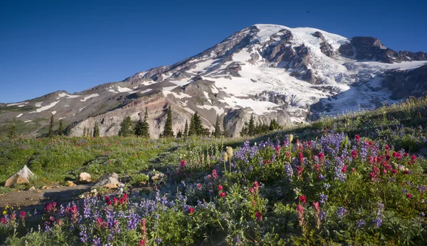 Wildflowers Rainier — Stock Photo, Image