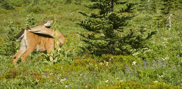Deer in Meadow — Stock Photo, Image