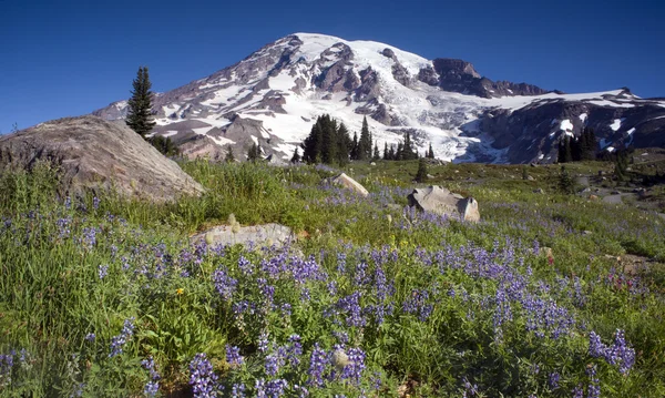 Rainier Wildflowers — Stock Photo, Image