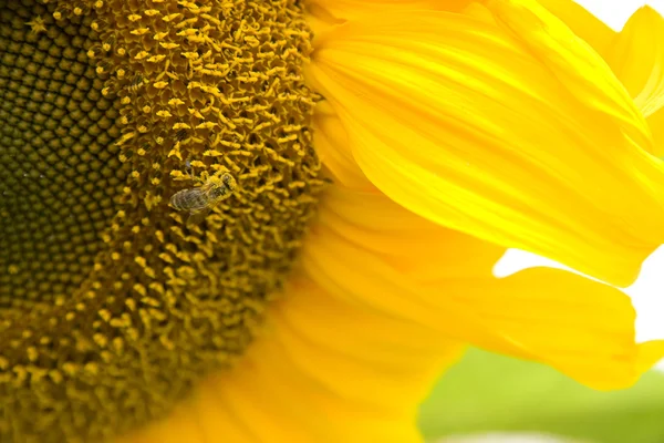 Impollinazione — Foto Stock