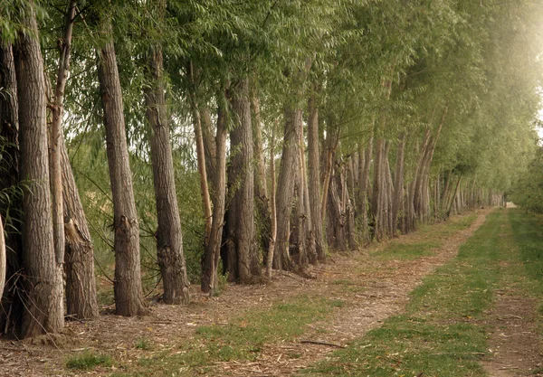 Orchard — Stock Photo, Image