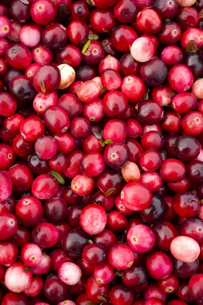 Cranberries — Stock Photo, Image