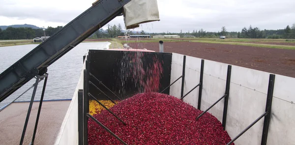 Cranberry Harvest — Stock Photo, Image