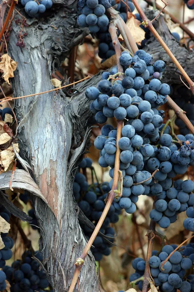 Grapewood blå druvor fortfarande på vinstocken förbi tidig frysning — Stockfoto