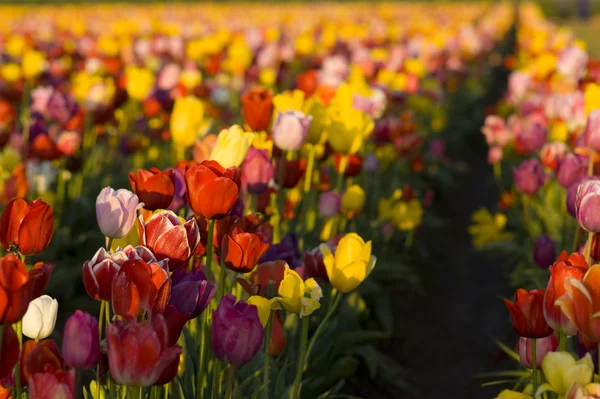 Plantio fileira tulipas várias cores fazenda campo de flores — Fotografia de Stock