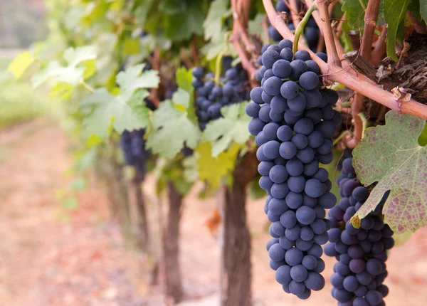 Rad av druvor skörden mogen gård fältet vingård frukt vinstockar — Stockfoto