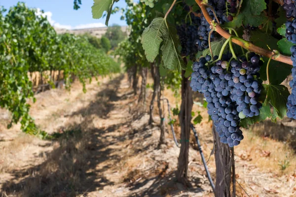 Rij van druiven oogst rijp boerderij veld vruchten wijnstokken — Stockfoto