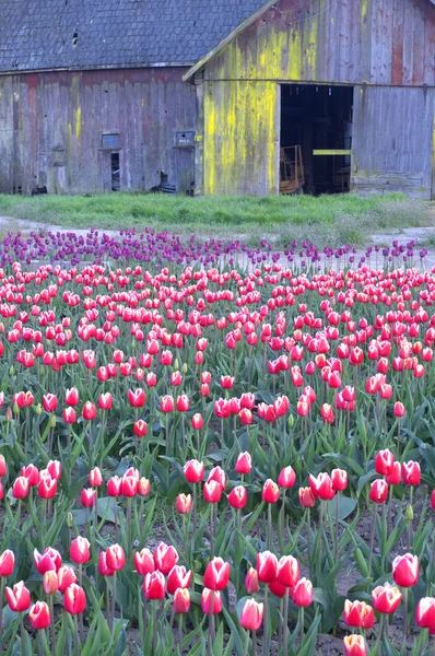 Tulip Farm Skagit Valley Campo de produção de flores Colheita pronta — Fotografia de Stock